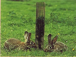 tree guards