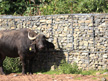retaining wall and buffalo