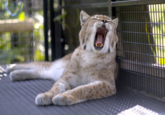 Lynx enclosure and tunnel, Wildlife exotic rescue